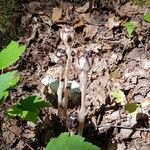 Monotropa uniflora Характер