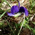 Viola lutea Flors