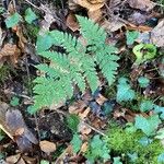 Dryopteris carthusiana Leaf