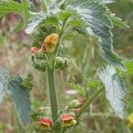 Scrophularia grandiflora Máis