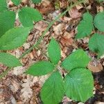 Rubus adscitus Flower