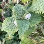 Lamium album Leaf