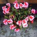 Impatiens wallerianaFlower