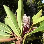 Tapeinosperma scrobiculatum Blüte