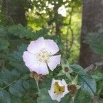 Rosa × malmundariensis Flor