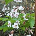 Catalpa bignonioidesÕis