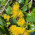 Azara lanceolata Blüte