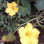 Cucurbita pepo Flor