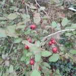 Cotoneaster zabelii ഫലം