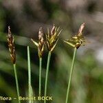 Carex microglochin മറ്റ്