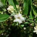 Araujia angustifolia Λουλούδι