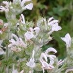 Salvia aethiopis Blomma