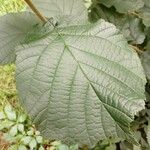 Corylus maxima Leaf