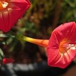 Ipomoea × multifida Flor