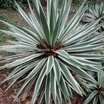 Agave viviparaLeaf