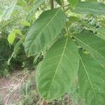 Tetradium daniellii Leaf