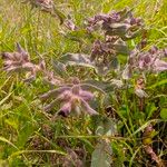 Nonea vesicaria Lorea