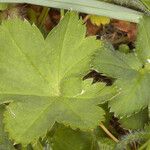 Alchemilla filicaulis ഇല