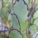 Kalanchoe laxiflora Leaf