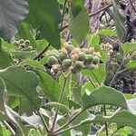 Solanum erianthum Цвят