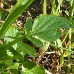 Barbarea vulgaris Levél