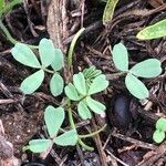 Coronilla minima برگ