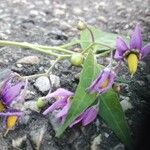 Solanum dulcamaraFlor