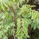 Rhus succedanea Leaf