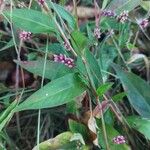 Polygonum persicariaপাতা