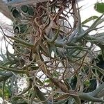 Tillandsia albida Leaf
