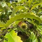 Quercus cerris Fruit