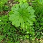 Darmera peltata Leaf