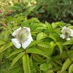 Rubus illecebrosus Blüte