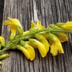 Melilotus officinalis 花