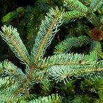 Picea engelmannii Leaf