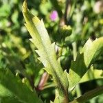 Coleostephus myconis Leaf