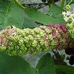 Phytolacca acinosa Mbuma