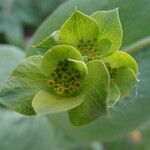 Bupleurum subovatum Flower