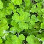 Pelargonium tomentosum Blatt