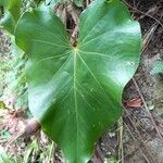 Anthurium grandifolium Feuille