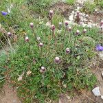 Erigeron uniflorus Агульны выгляд