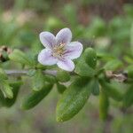 Lycium mascarenense Flower