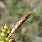 Carex depressa Flower