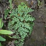 Adiantum chilense 葉
