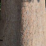 Parkia biglandulosa Bark