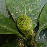 Psychotria globiceps Flower