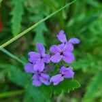 Hesperis matronalisBlomma