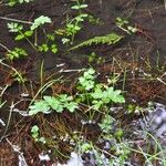 Oenanthe sarmentosa Habit