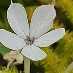 Plumbago zeylanica Λουλούδι