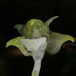 Aeranthes adenopoda Flower
